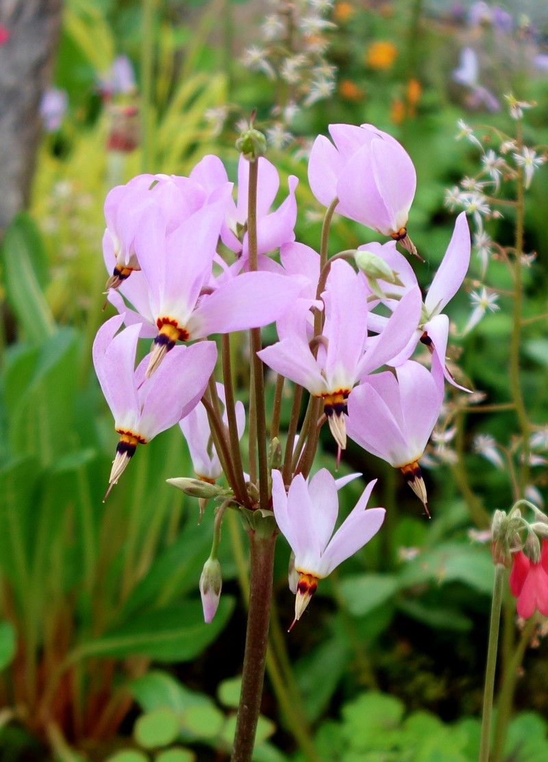 Jeweled Shootingstar