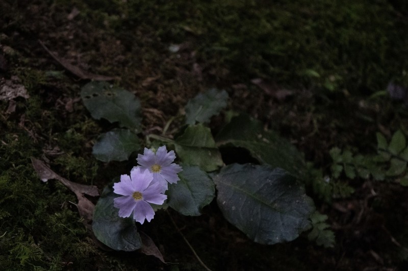 Primula fenghwaiana