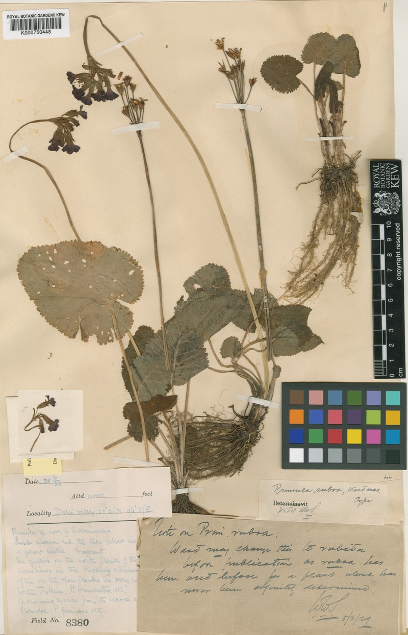 Primula firmipes subsp. firmipes
