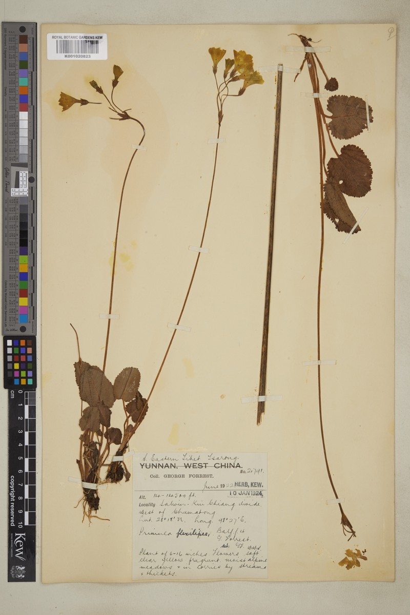 Primula firmipes subsp. firmipes photo 2