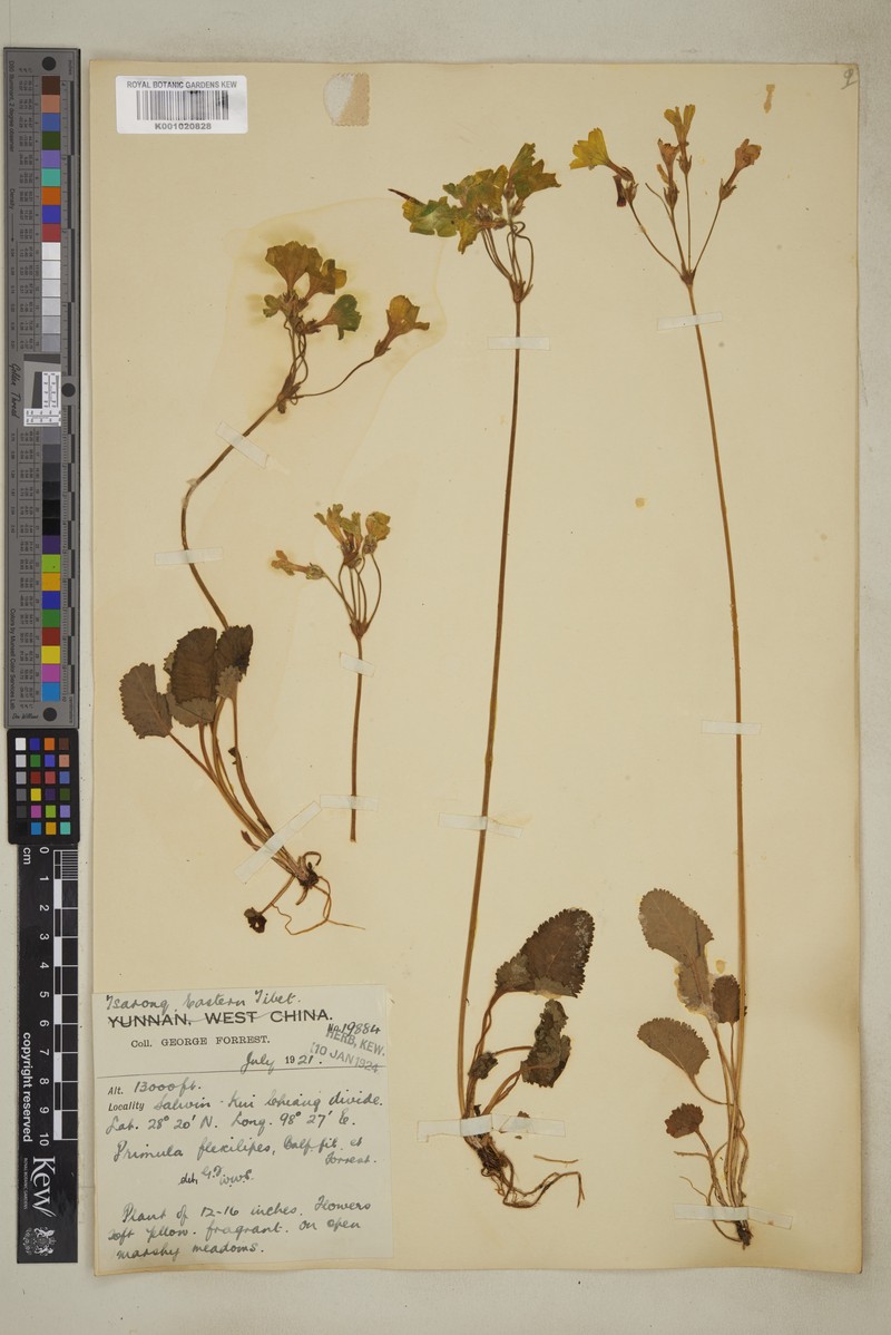 Primula firmipes subsp. firmipes photo 3