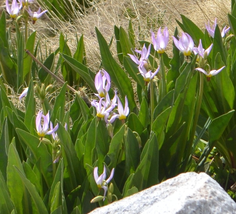 Scented Shootingstar photo 3
