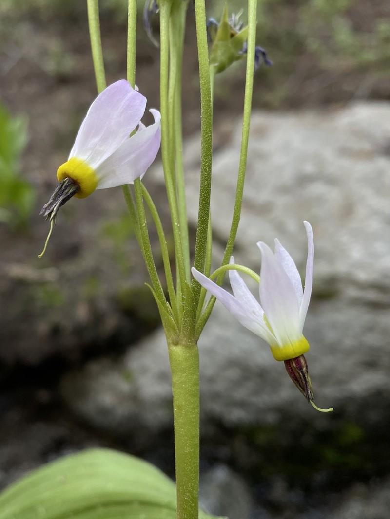 Scented Shootingstar photo 5