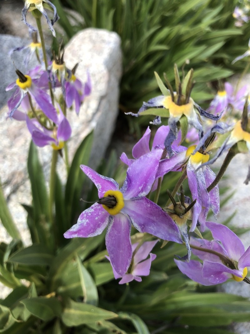 Scented Shootingstar photo 6