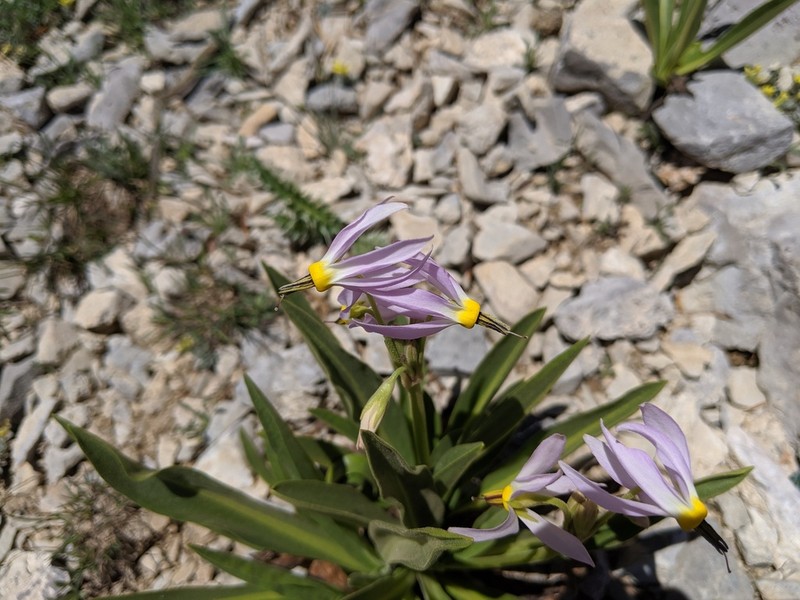 Scented Shootingstar photo 7