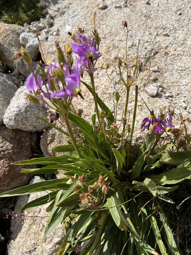 Scented Shootingstar photo 8