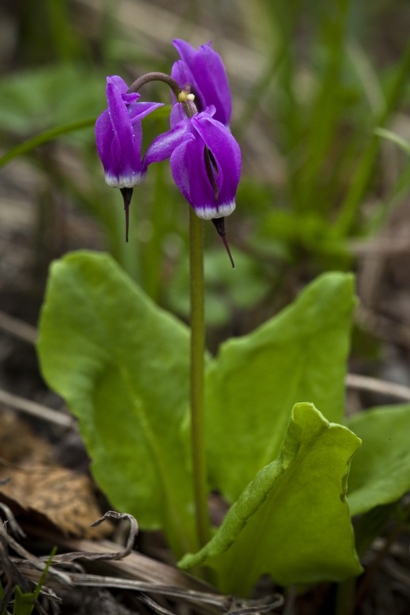 Western Arctic Shootingstar