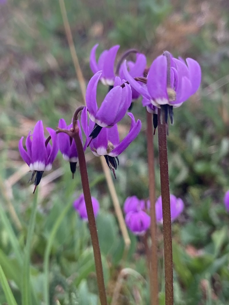 Western Arctic Shootingstar photo 3