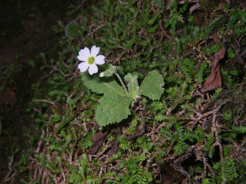 Primula gracilituba