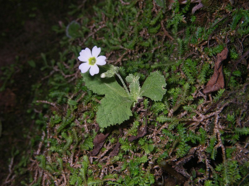 Primula gracilituba photo 2