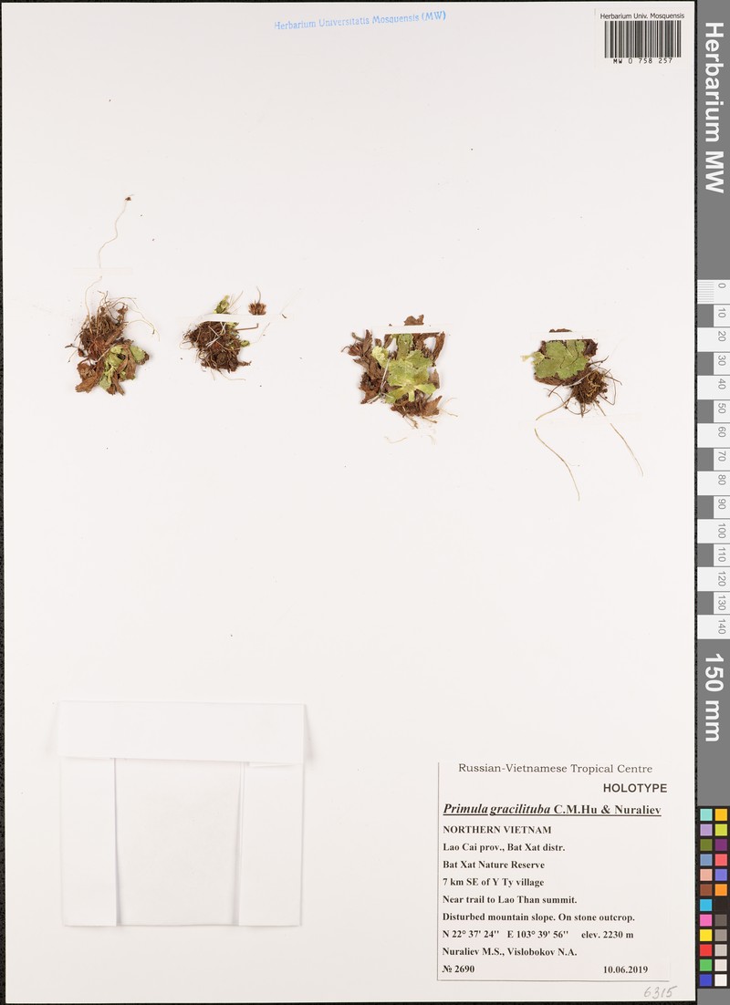 Primula gracilituba photo 3