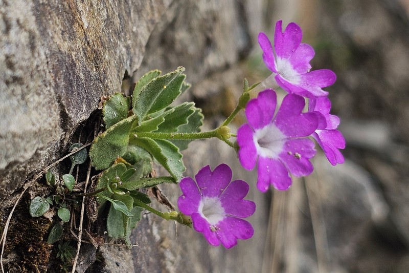 Primula hirsuta subsp. hirsuta