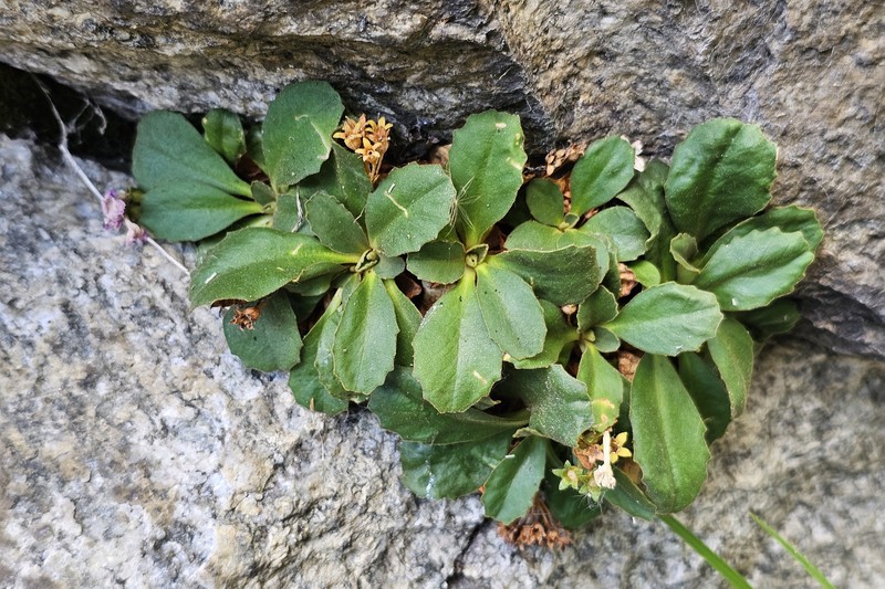 Primula hirsuta subsp. hirsuta photo 2