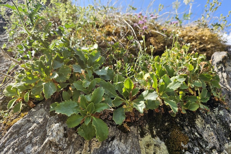 Primula hirsuta subsp. hirsuta photo 3
