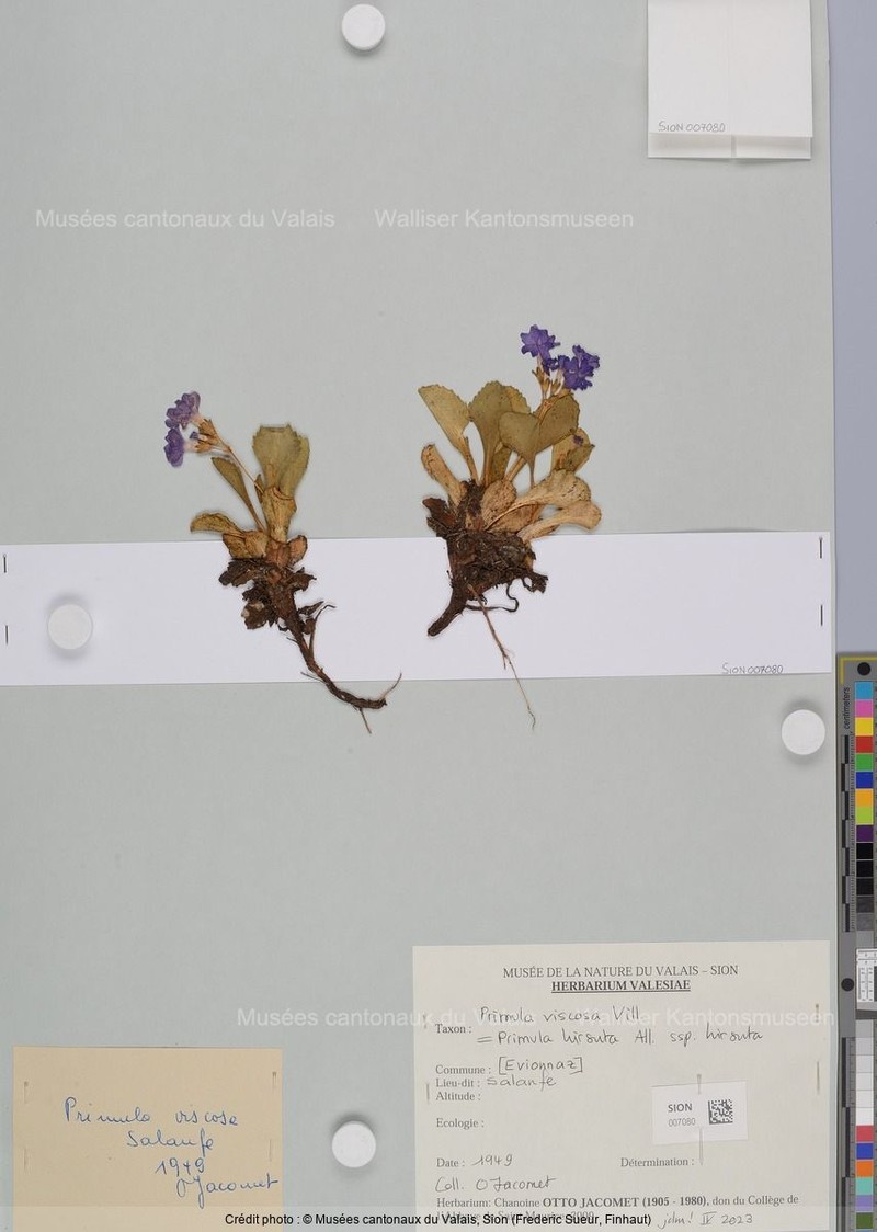 Primula hirsuta subsp. hirsuta photo 4