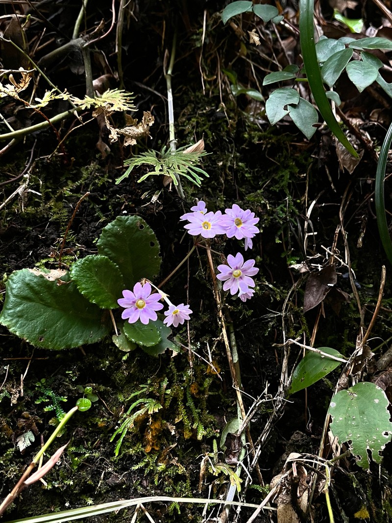Primula hunanensis