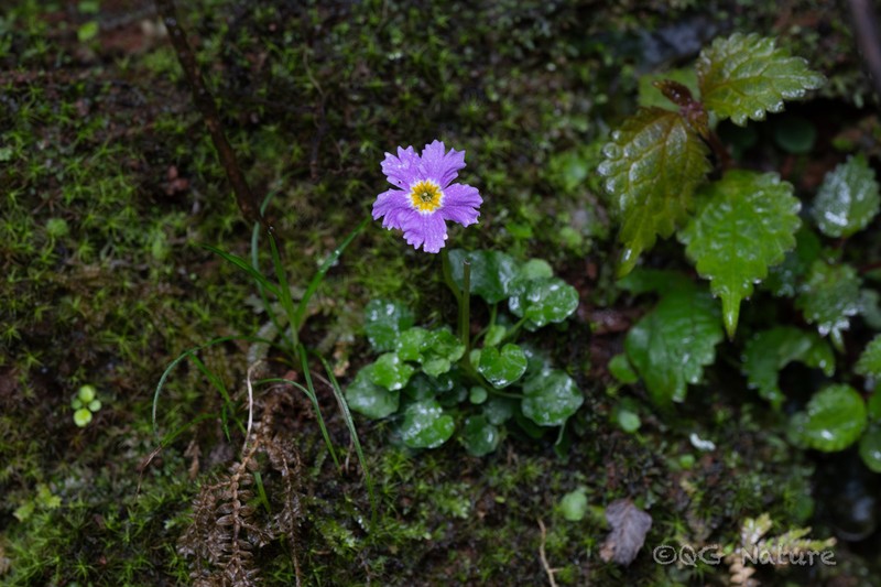 Primula hydrocotylifolia