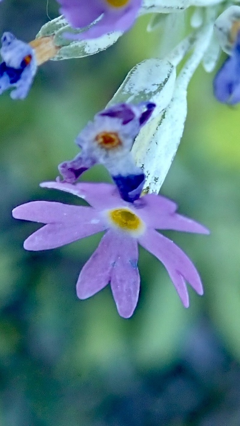 Silvery Primrose