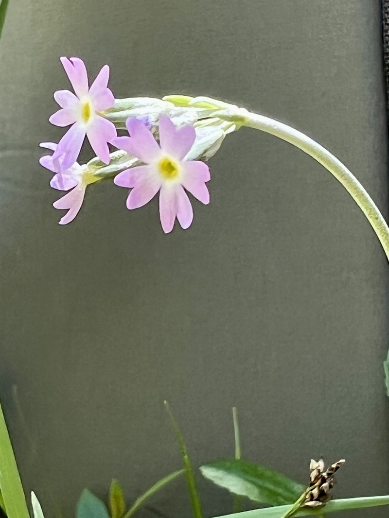 Silvery Primrose photo 2