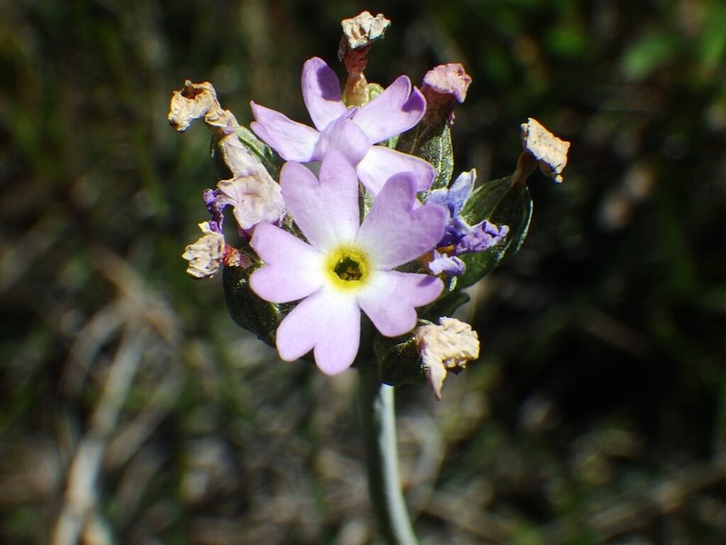 Silvery Primrose photo 3