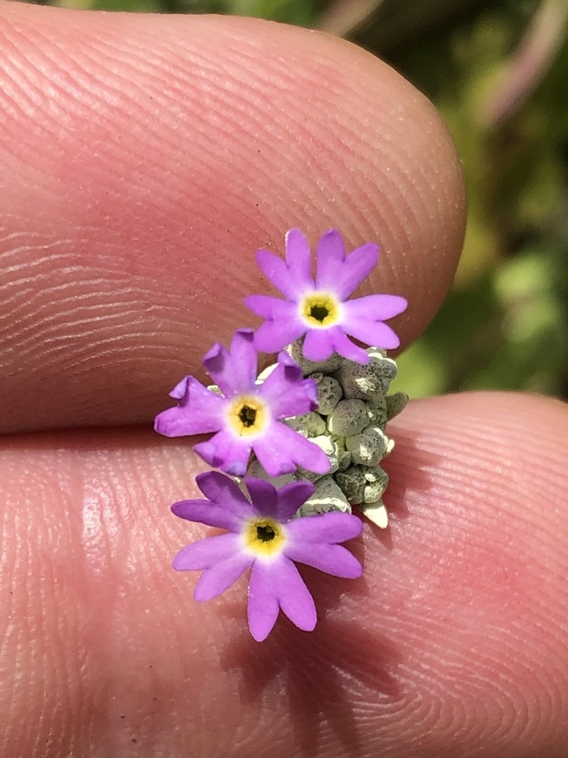 Silvery Primrose photo 4