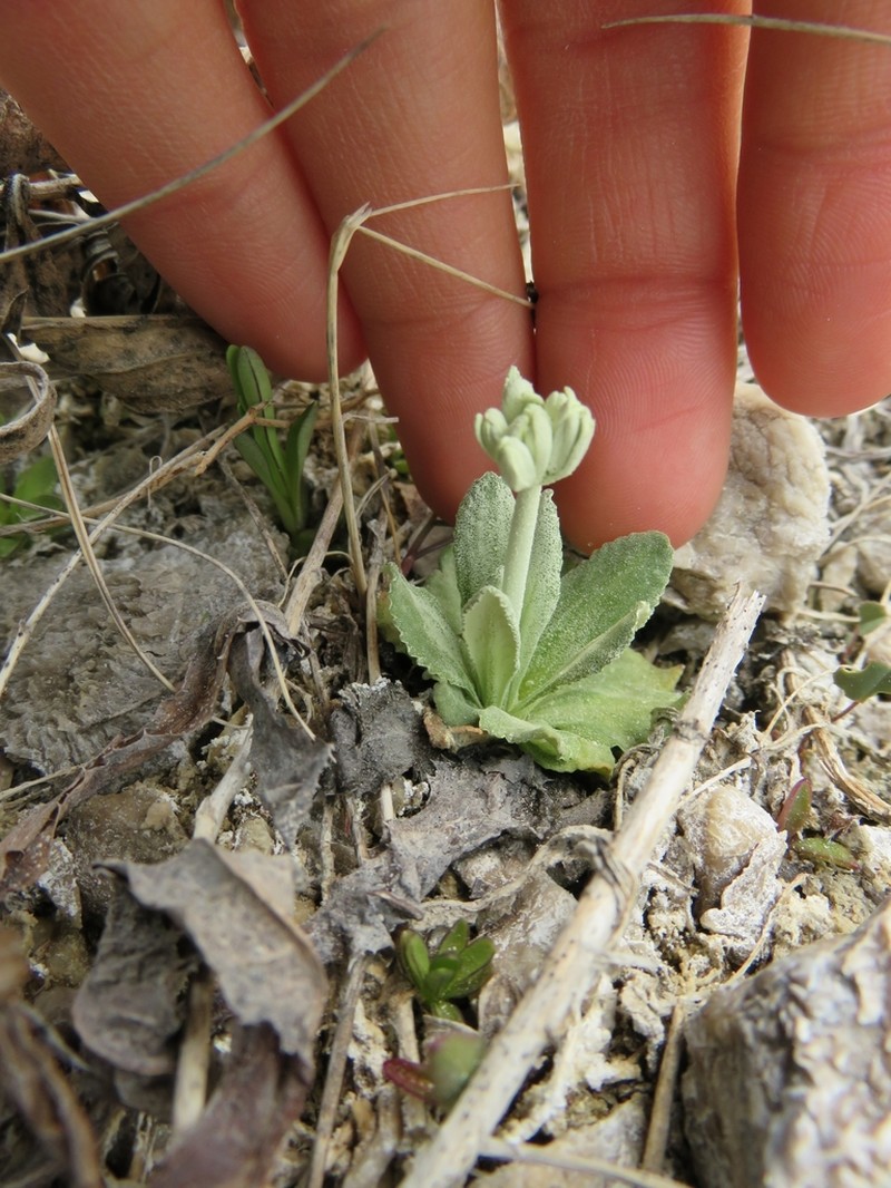 Silvery Primrose photo 5