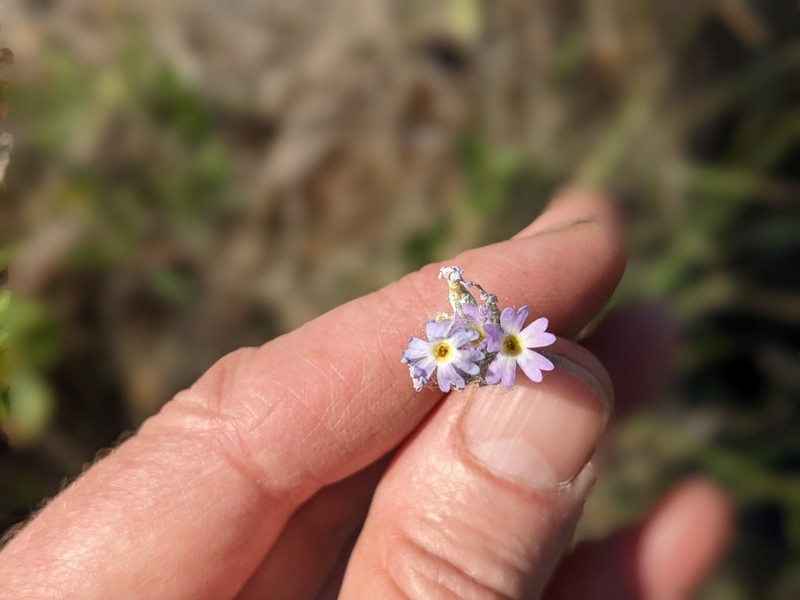 Silvery Primrose photo 6