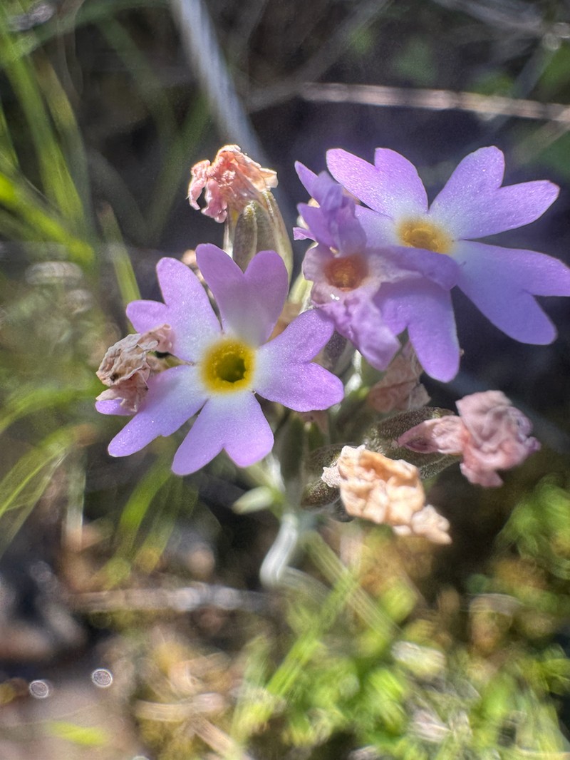 Silvery Primrose photo 7
