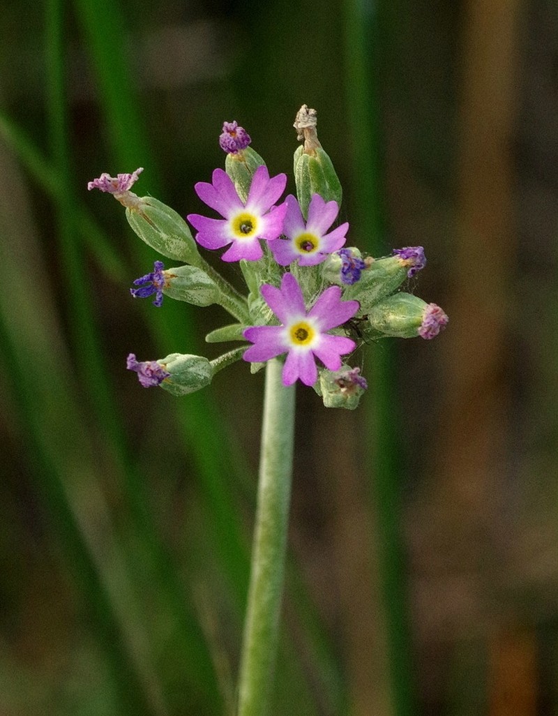 Silvery Primrose photo 8