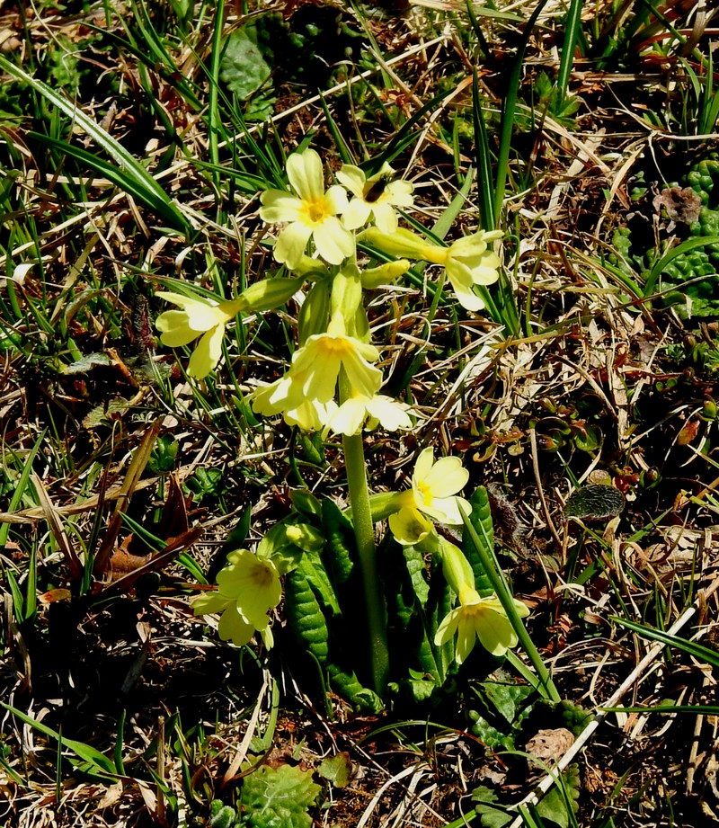 Primula intricata subsp. intricata