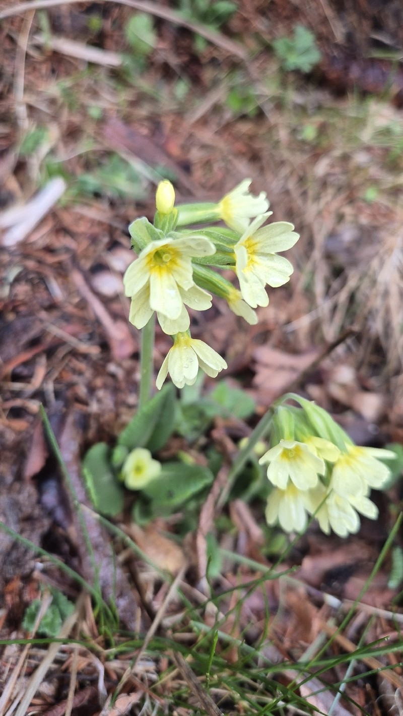 Primula intricata subsp. intricata photo 2