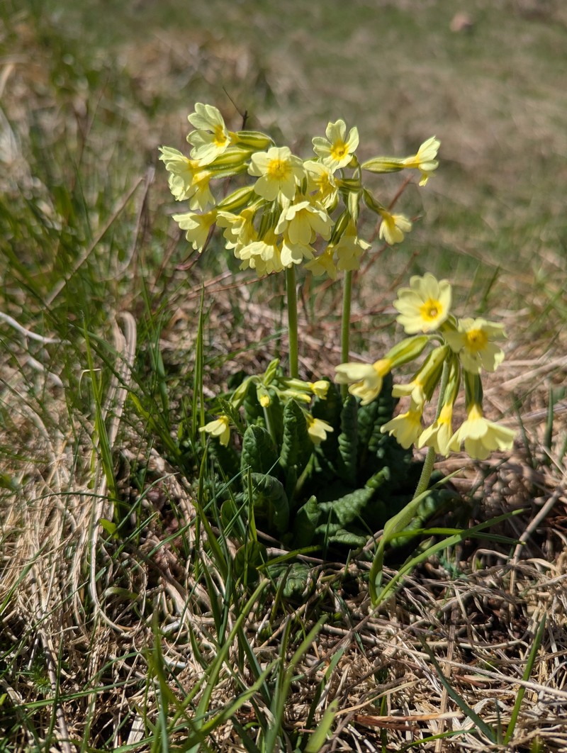 Primula intricata subsp. intricata photo 3