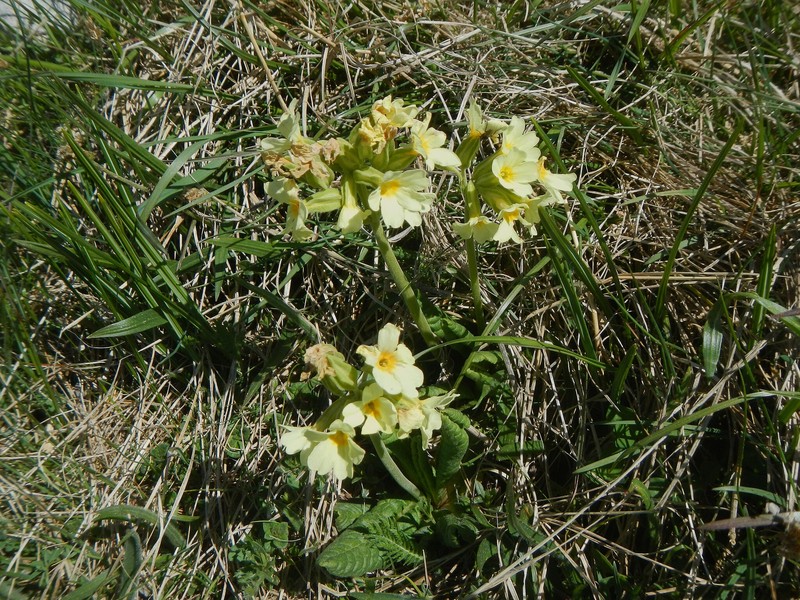 Primula intricata subsp. intricata photo 4