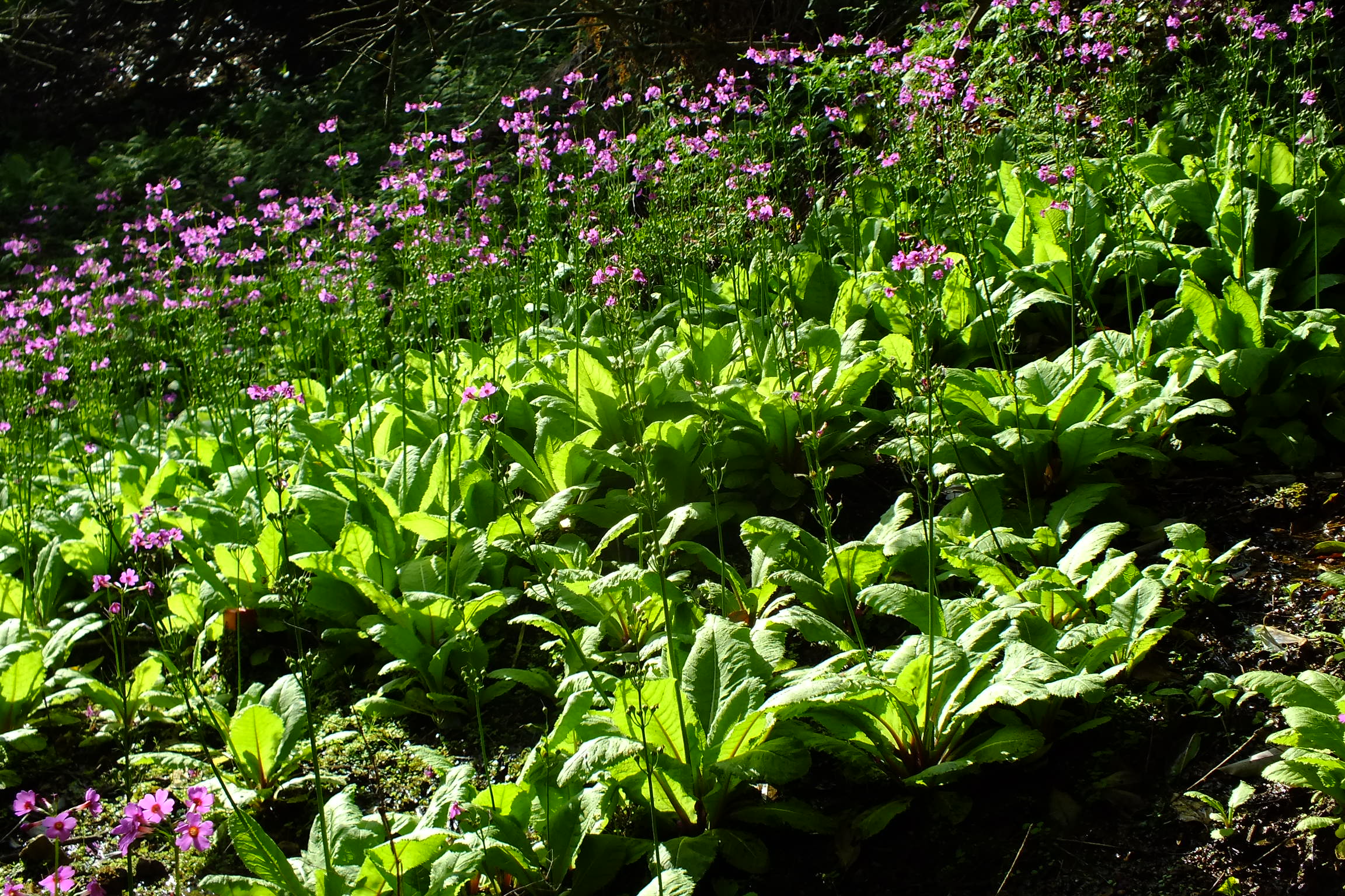 Japanese Primrose photo 4