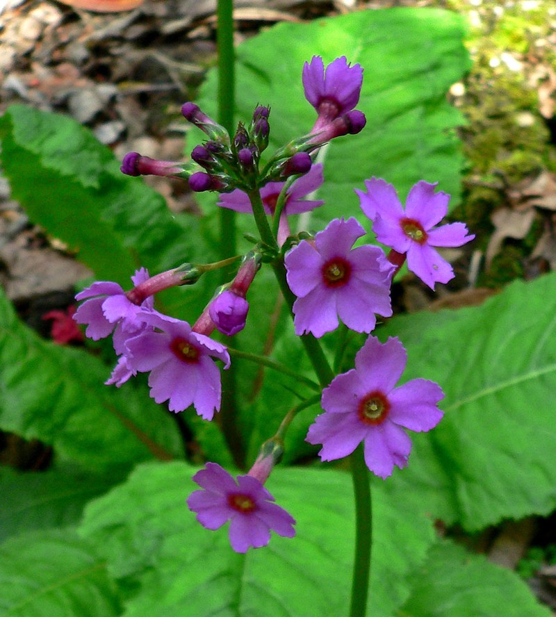 Japanese Primrose photo 2