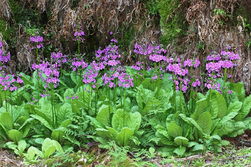 Japanese Primrose photo 3