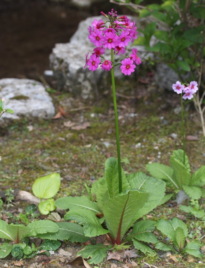 Japanese Primrose photo 7