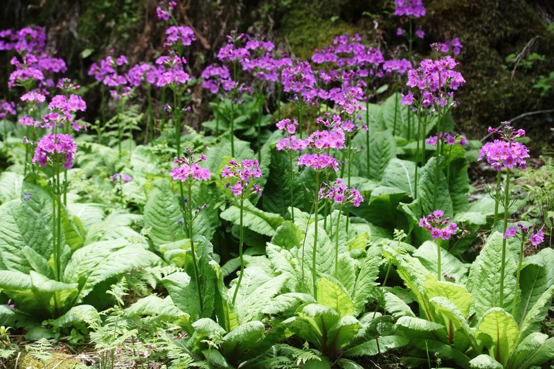 Japanese Primrose photo 8