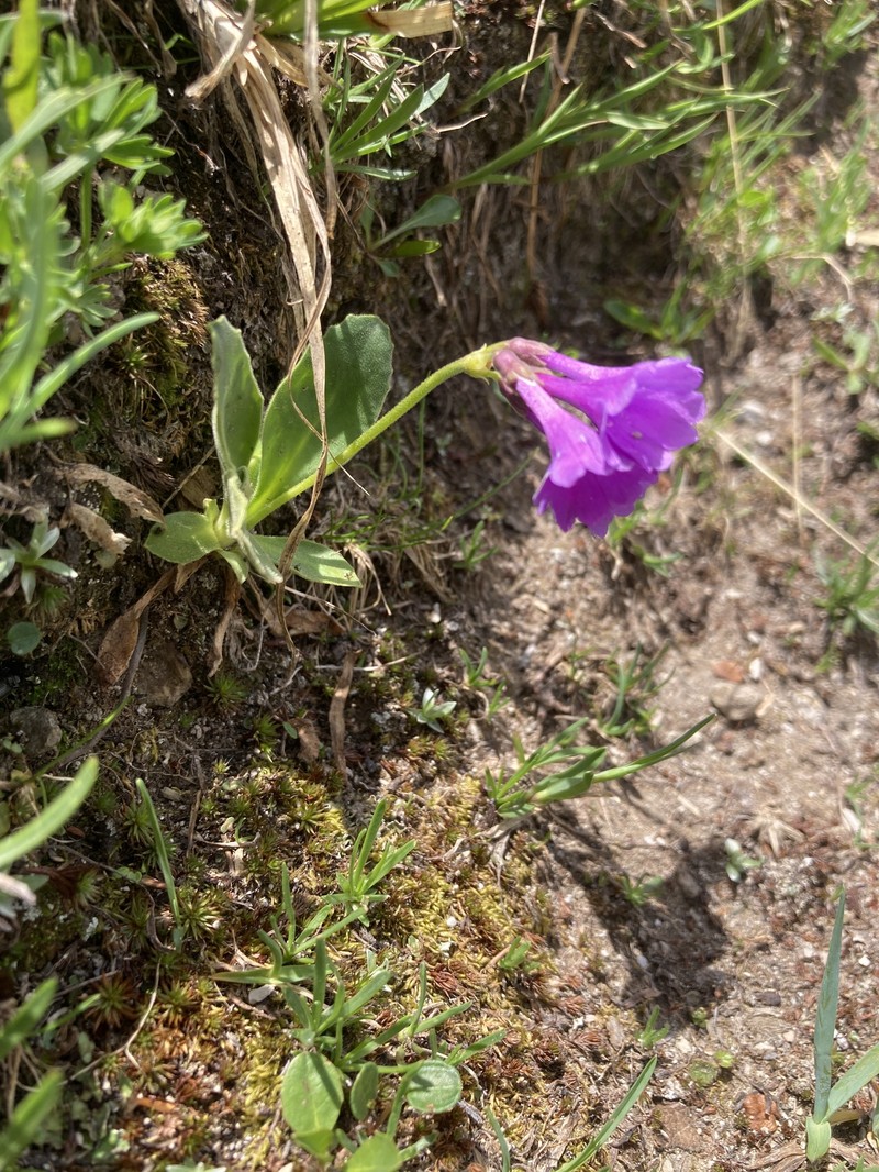 Primula latifolia subsp. graveolens