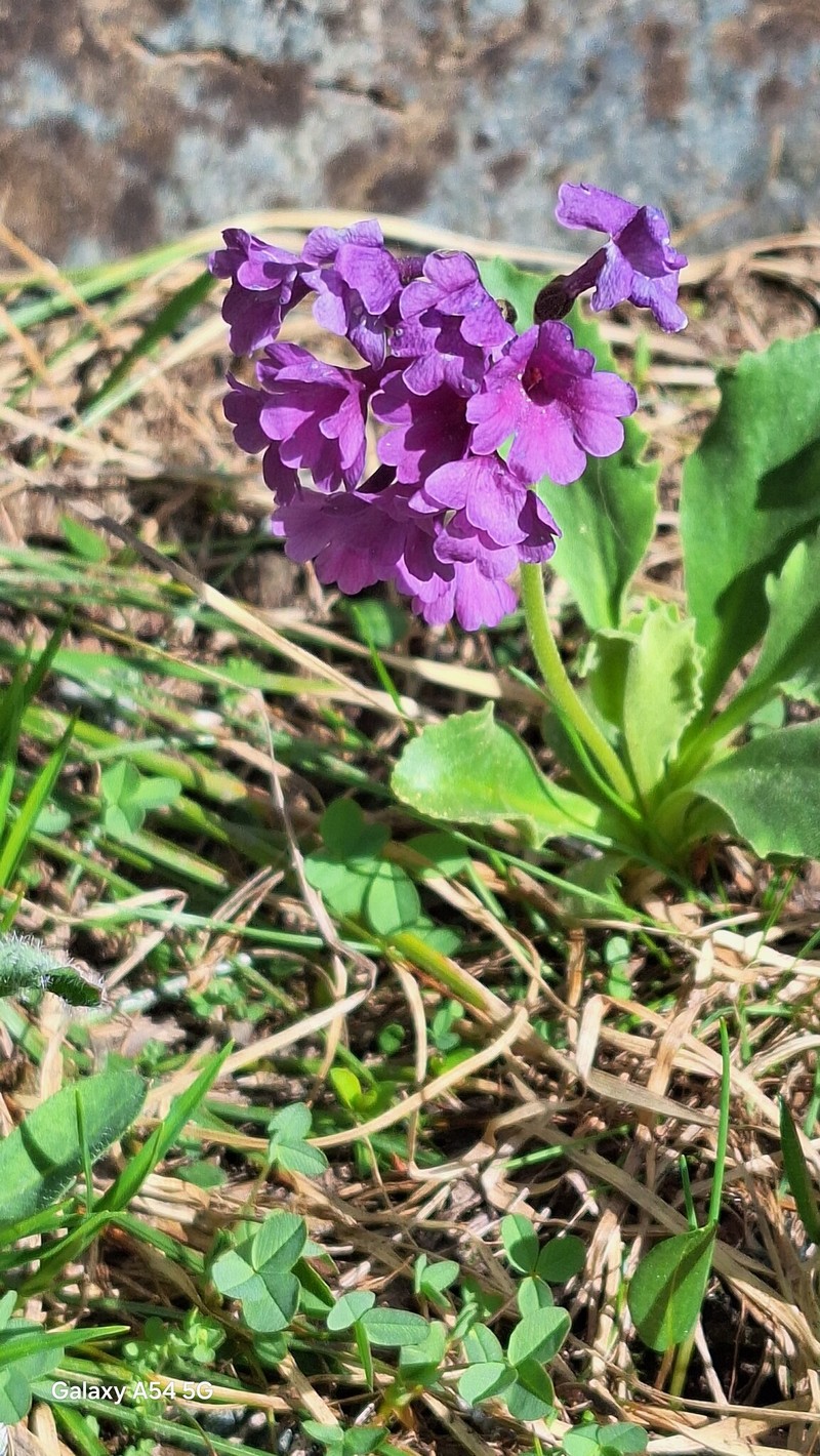 Primula latifolia subsp. graveolens photo 2