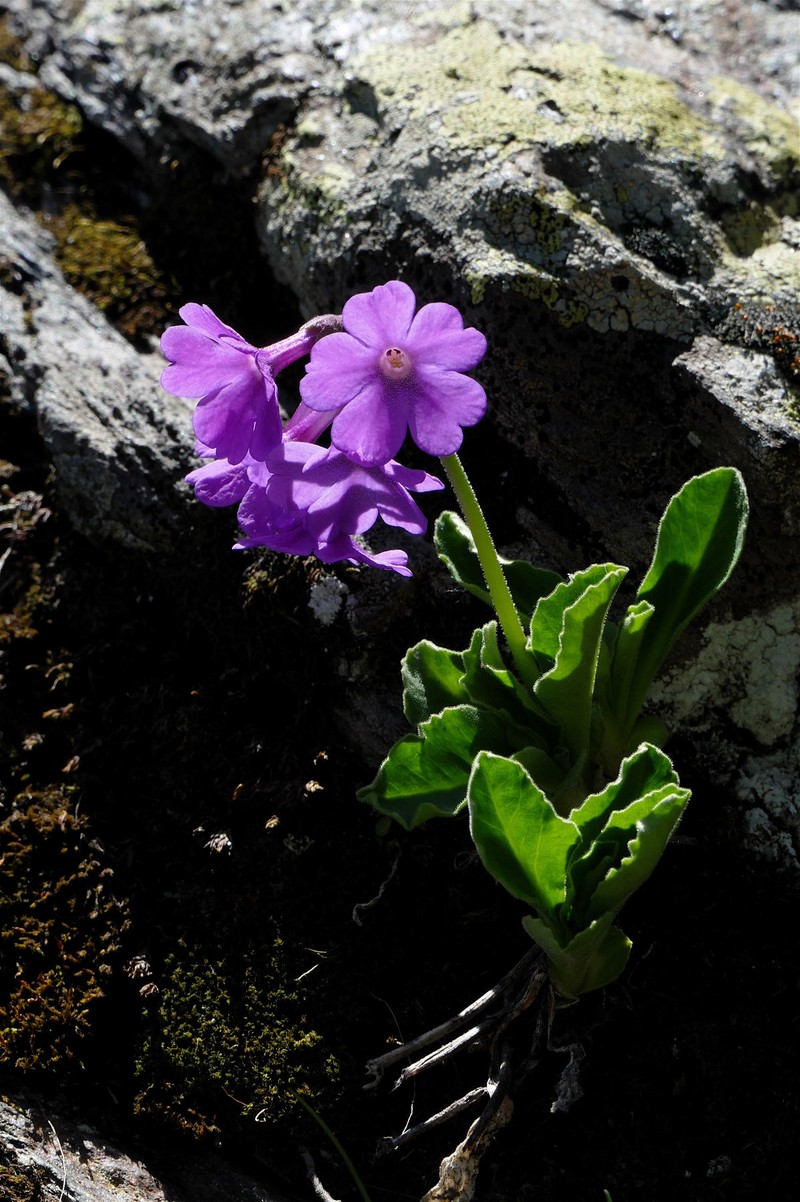 Primula latifolia subsp. graveolens photo 3