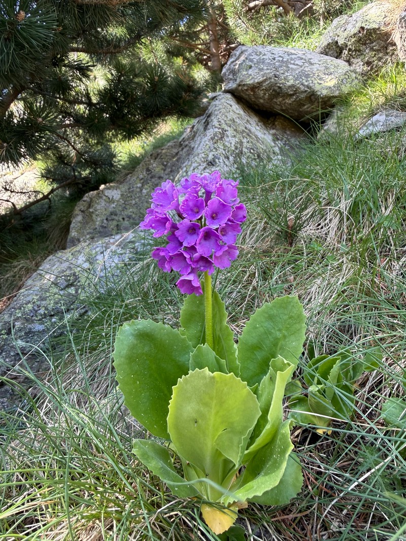 Primula latifolia subsp. latifolia