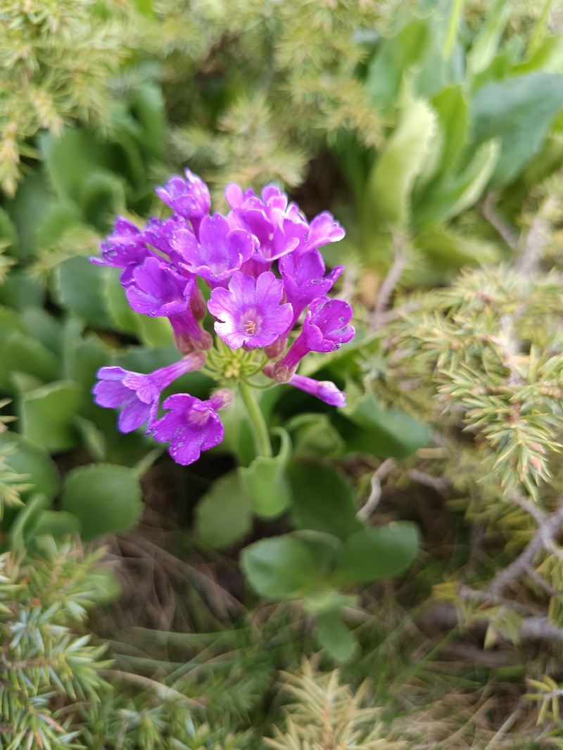 Primula latifolia subsp. latifolia photo 2