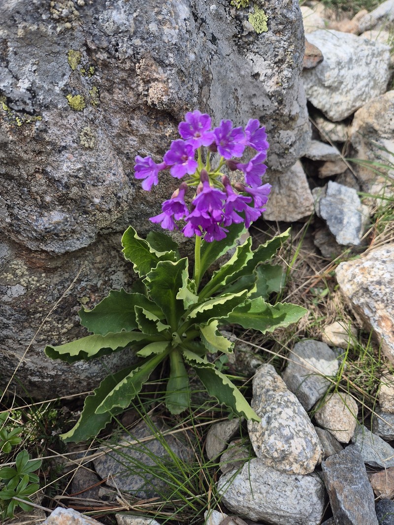 Primula latifolia subsp. latifolia photo 3