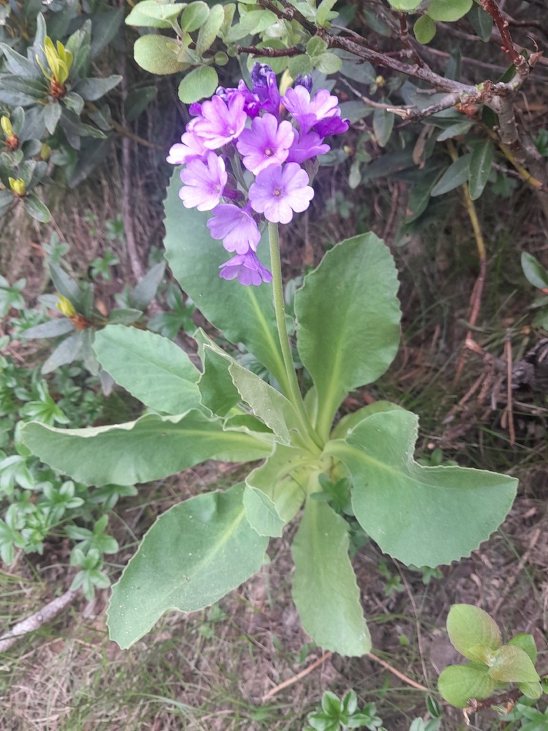 Primula latifolia subsp. latifolia photo 4