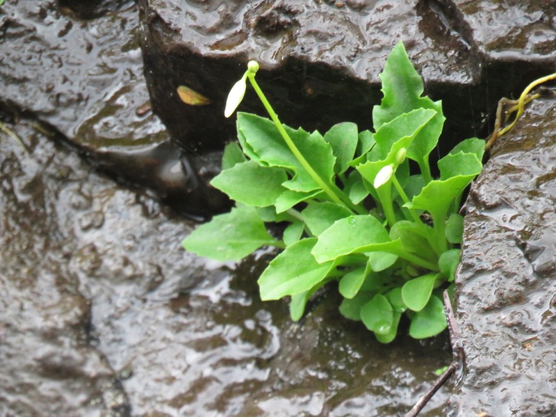 White Shootingstar