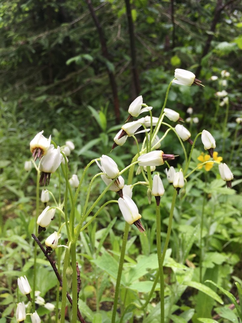 White Shootingstar photo 2