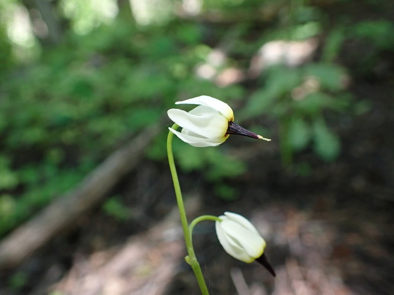White Shootingstar photo 6