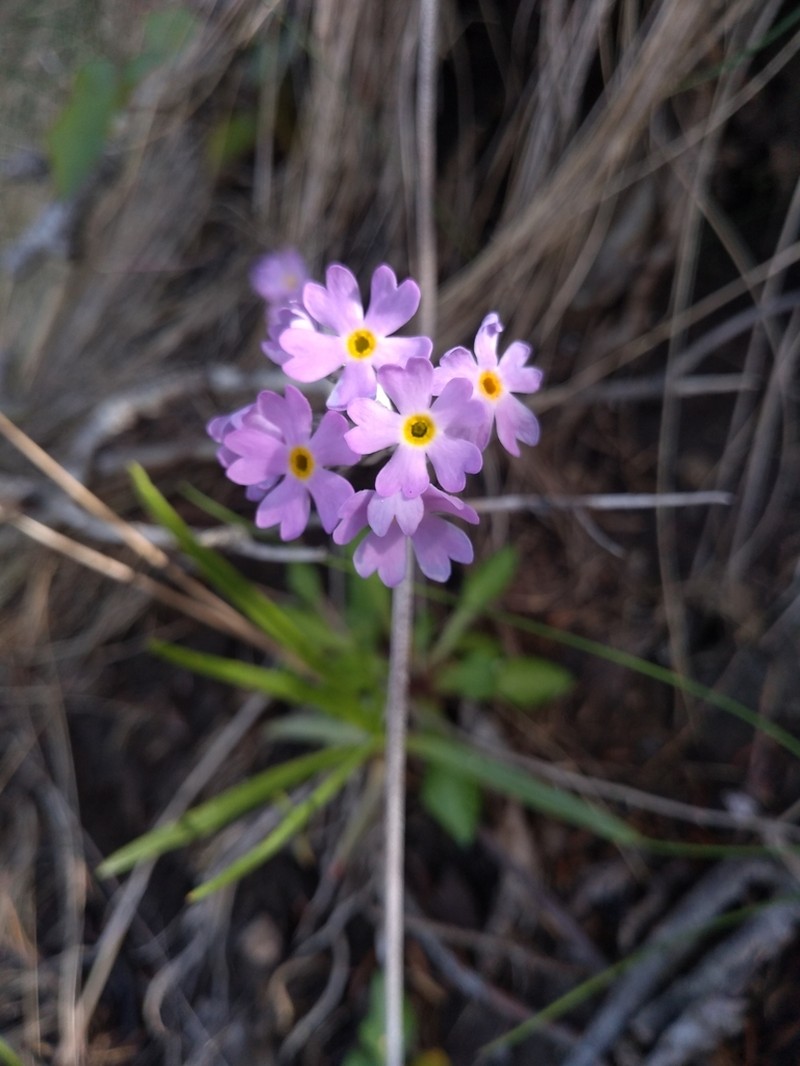 Birdeye Primrose