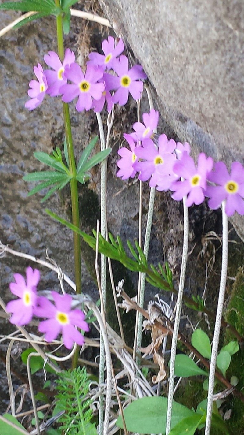 Birdeye Primrose photo 2